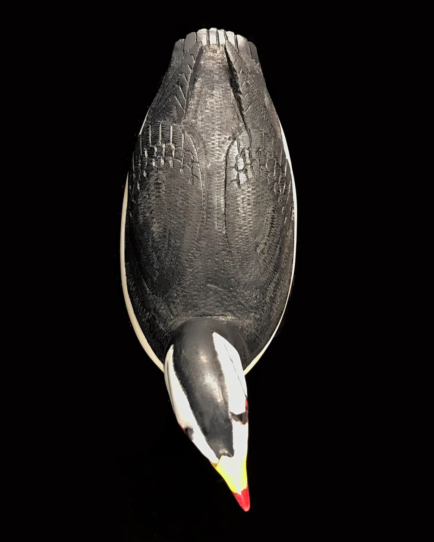 Fossilized Ivory- L. Mayac, Horned Puffin, Lg