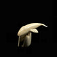 Ivory- Apangalook; Bowhead Whale, Tusk, Baleen