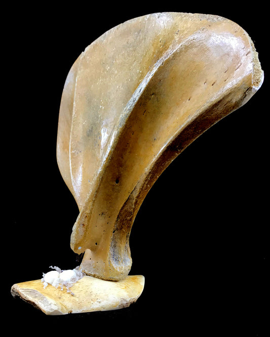 Whalebone- J. Saclaman: Nesting Swan, Shoulder