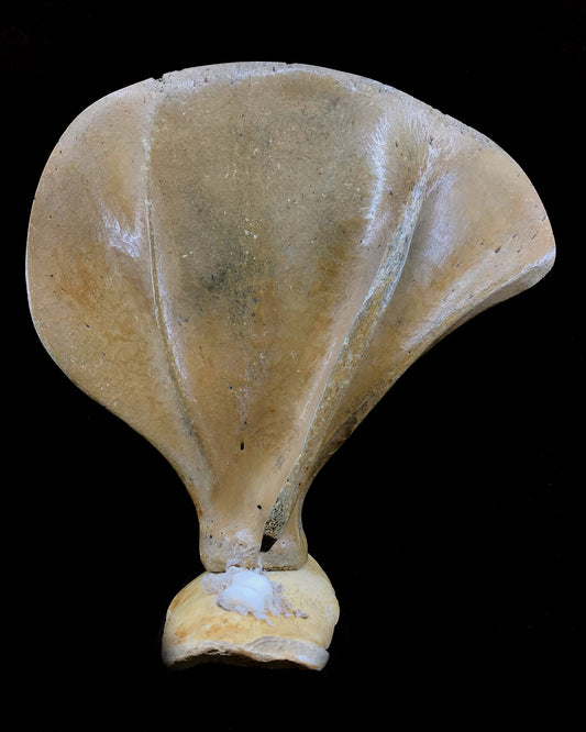 Whalebone- J. Saclaman: Nesting Swan, Shoulder