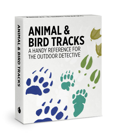 Knowledge Cards- Animal & Bird Tracks