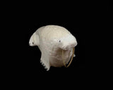 Ivory- Utuqsiq, Baleen & Whiskers, Walrus, 2.5"
